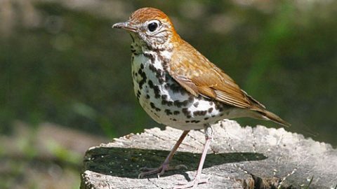 Birds like the Wood Thrush winter in areas that have been deforested and turned into coffee plantations. Is drinking "shade-grown" coffee enough to protect their habitat? Photo by Enola-Gay via Birdshare.