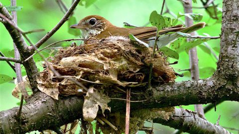 Wood Thrush is one of the species showing the biggest declines in forests that are overbrowsed by deer. Photo by Jack & Holly Bartholmai/Macaulay Library.
