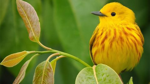 Yellow Warbler by Brian McCaffrey via Birdshare.