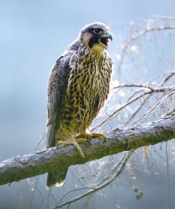 A young peregrine out of the nest, calling. It will take time before the young bird gets its striking adult plumage. Photo by Andy Johnson.